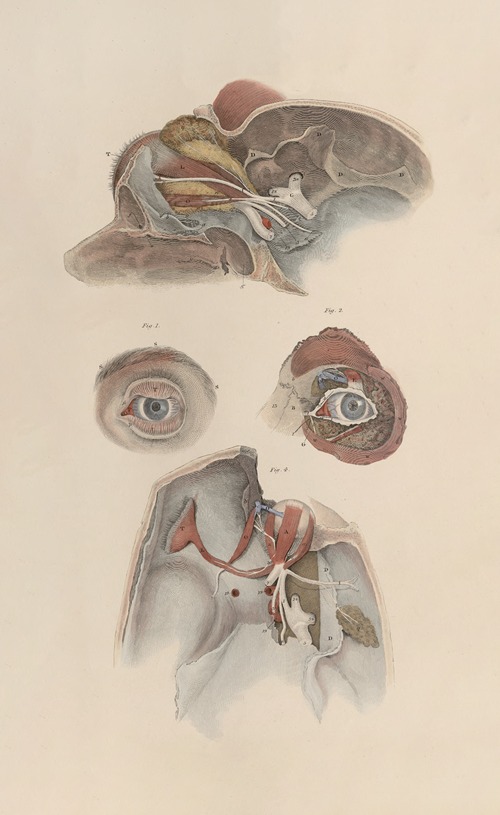 A system of anatomical plates of the human body Pl.082