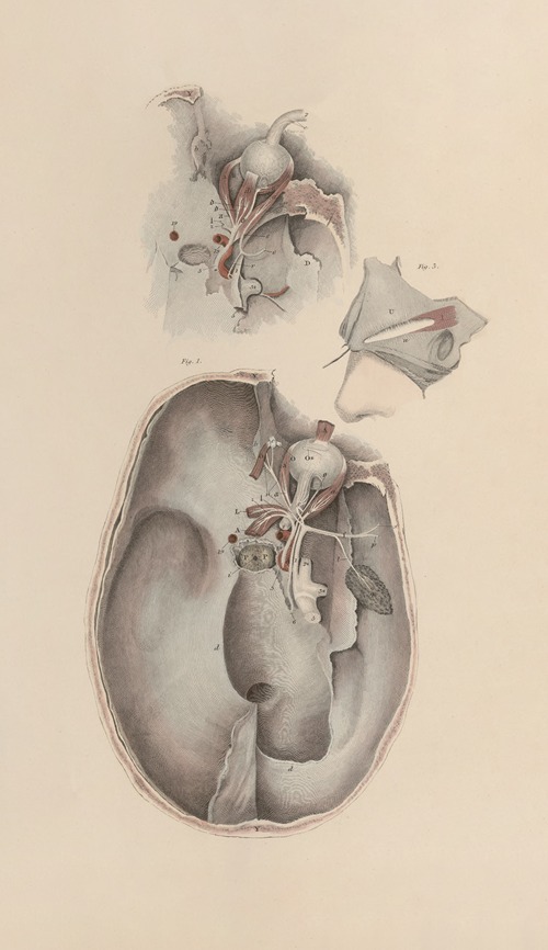 A system of anatomical plates of the human body Pl.083