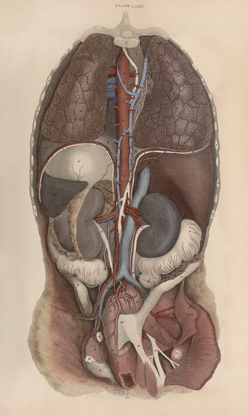 A system of anatomical plates of the human body Pl.087