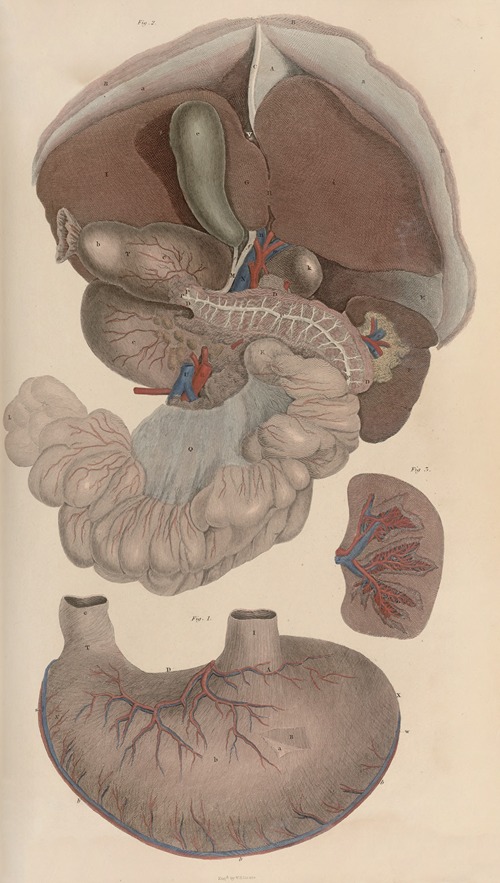 A system of anatomical plates of the human body Pl.088