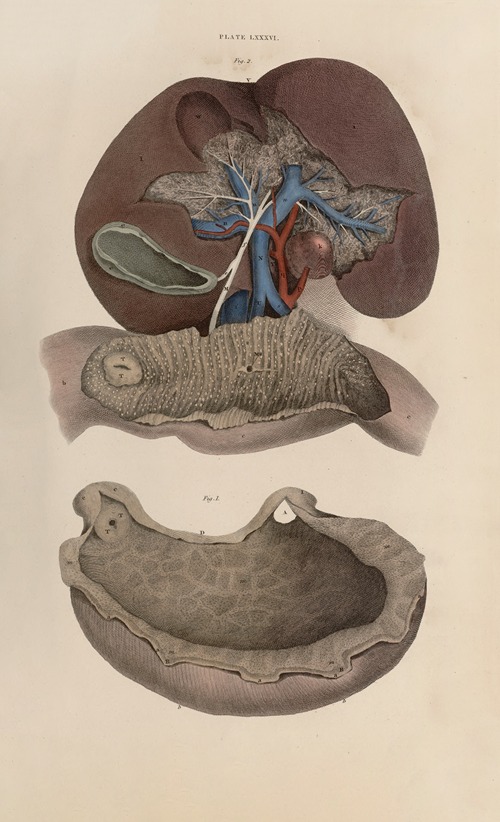 A system of anatomical plates of the human body Pl.089