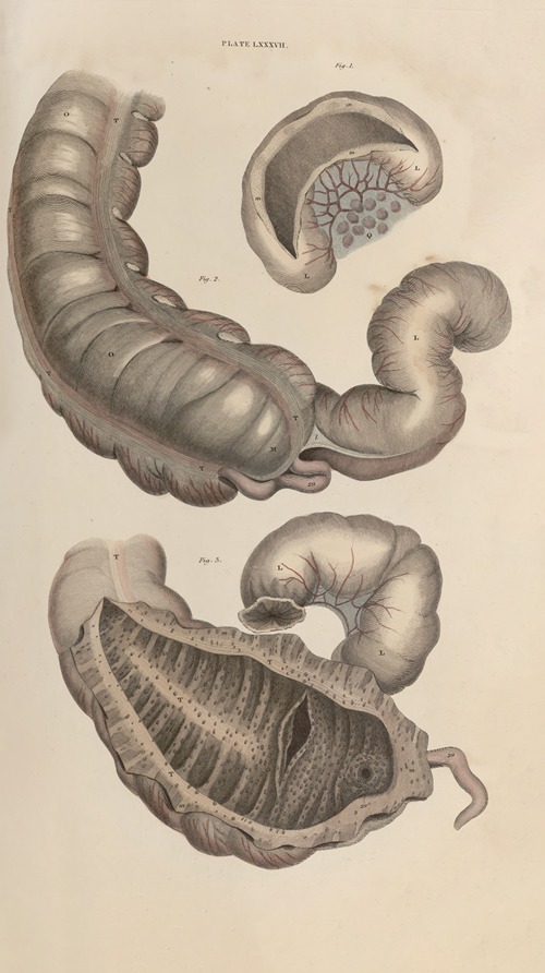 A system of anatomical plates of the human body Pl.090