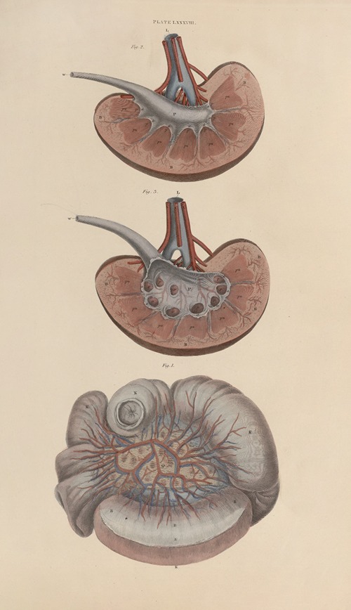A system of anatomical plates of the human body Pl.091