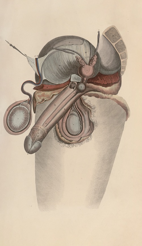 A system of anatomical plates of the human body Pl.092