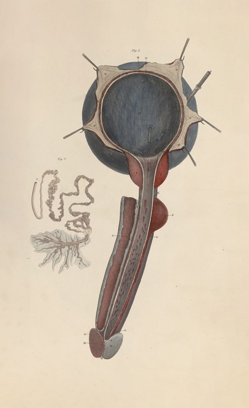 A system of anatomical plates of the human body Pl.093
