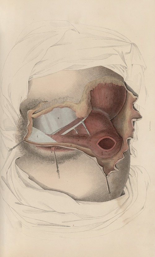 A system of anatomical plates of the human body Pl.095