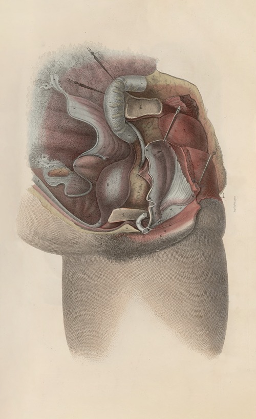 A system of anatomical plates of the human body Pl.096