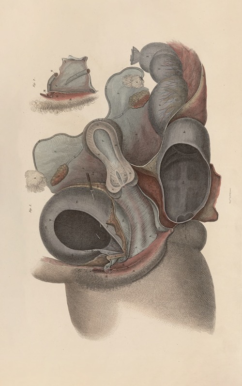 A system of anatomical plates of the human body Pl.097
