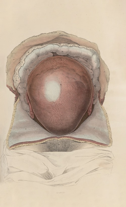 A system of anatomical plates of the human body Pl.098