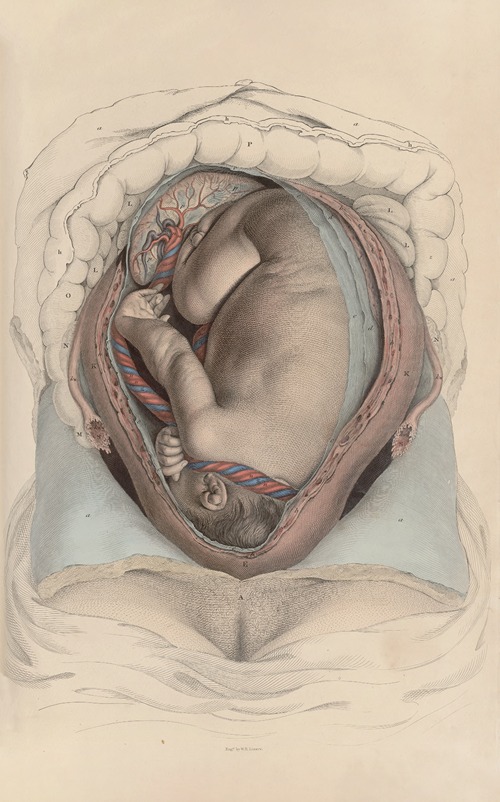 A system of anatomical plates of the human body Pl.099