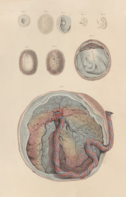 A system of anatomical plates of the human body Pl.100