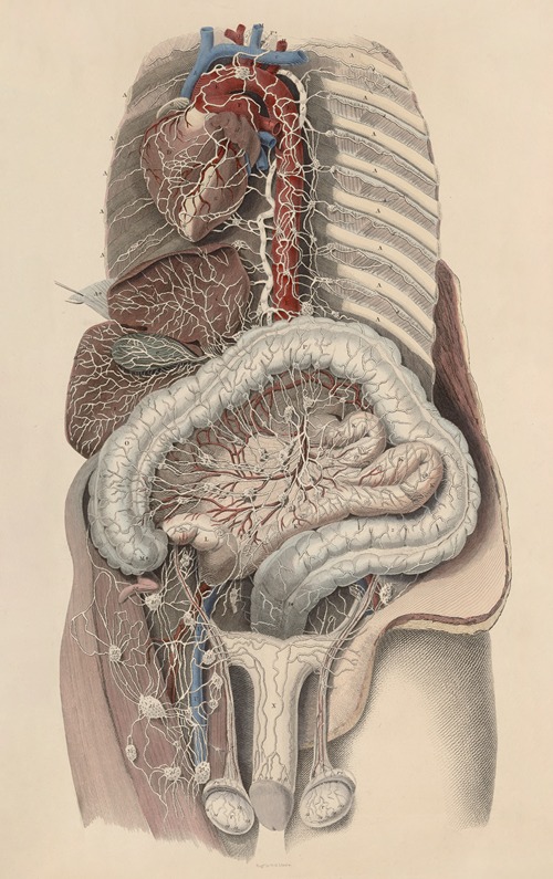 A system of anatomical plates of the human body Pl.101