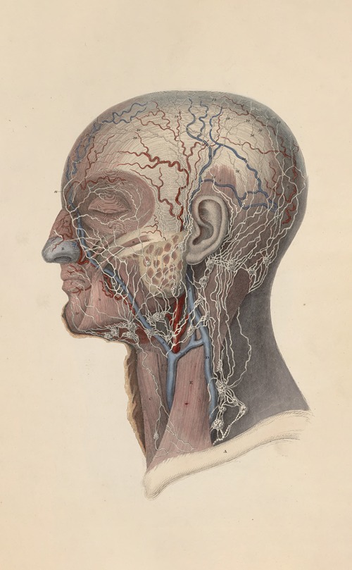 A system of anatomical plates of the human body Pl.103