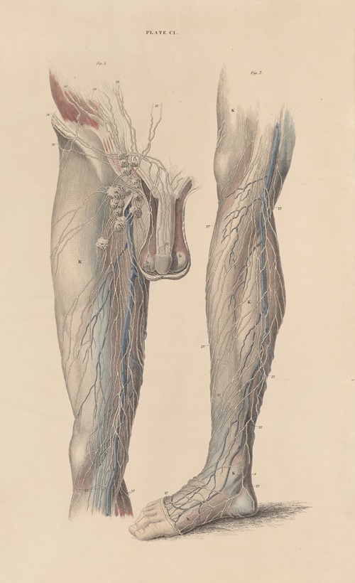 A system of anatomical plates of the human body Pl.104