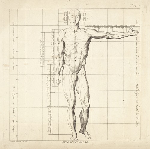 Proportional study of a man’s body