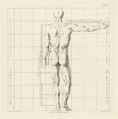 Proportional study of a man’s body