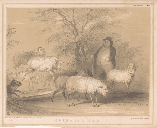 Sheep at a gap