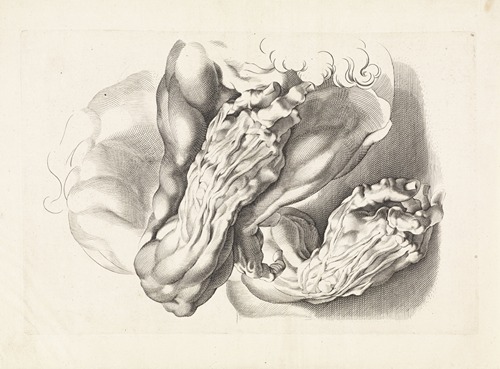 Anatomical studies of arms