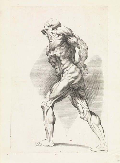 Anatomical study of a standing man