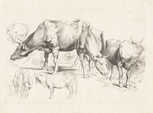 Studies of cattle