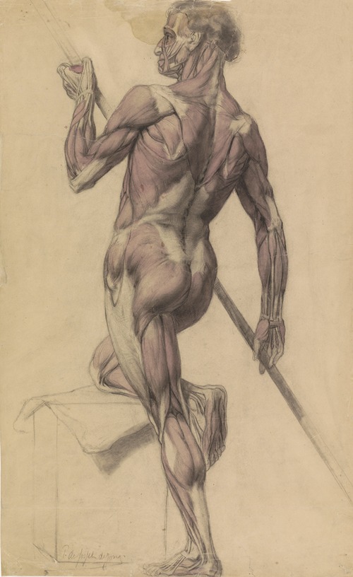 Anatomische studie van een mannelijk lichaam