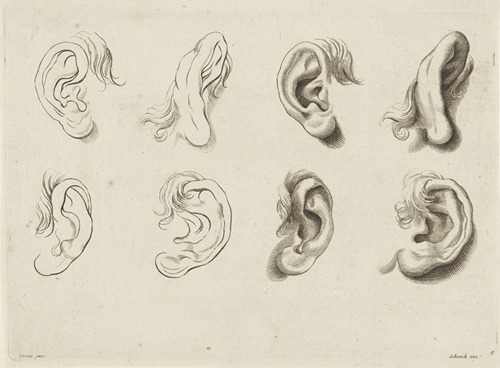 Study of various ears