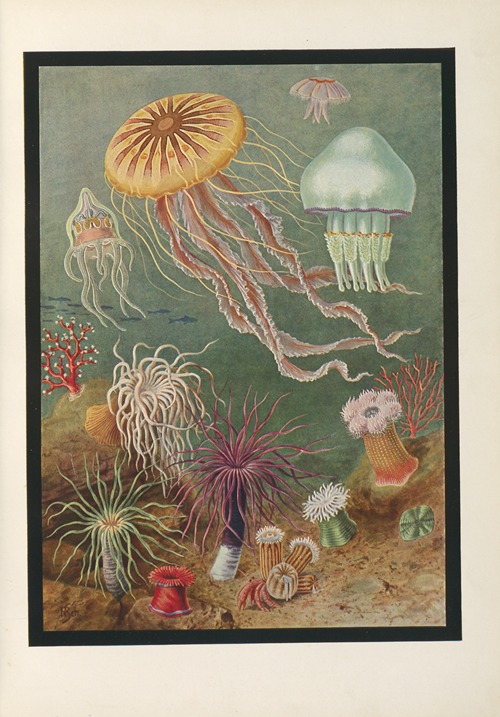 Vom Urtier zum Menschen – frontispiece