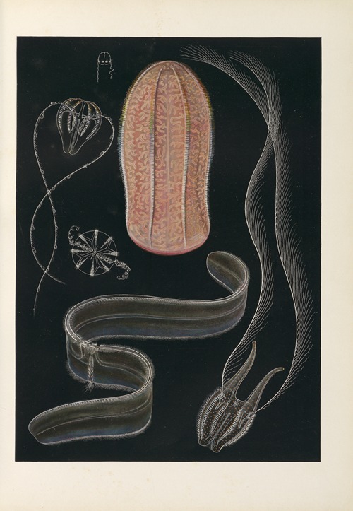 Vom Urtier zum Menschen – frontispiece