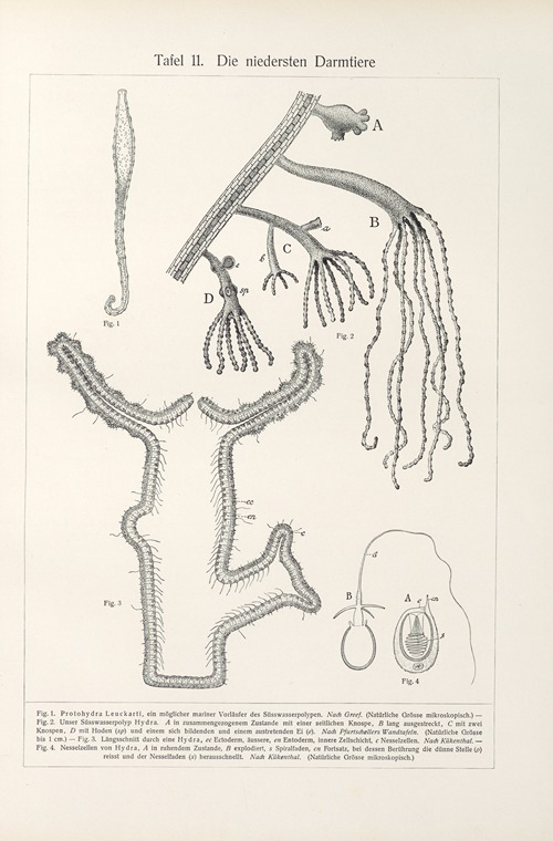 Die niedersten Darmtiere