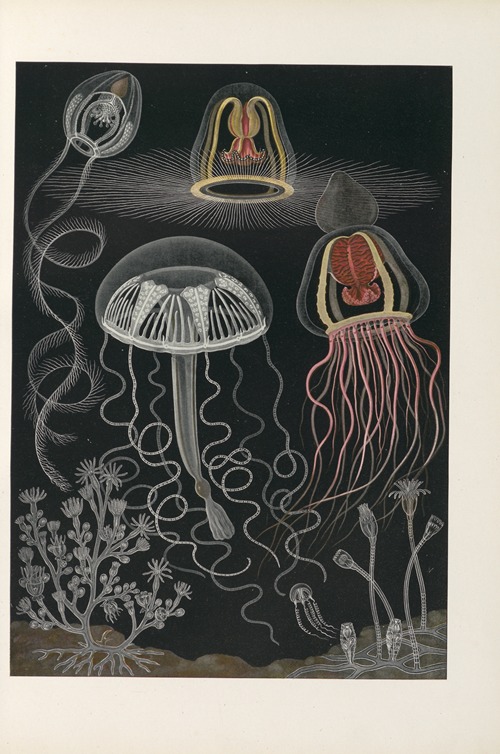 Scyphozoen und Anthozoen (Scheibenquallen und Blumentiere)