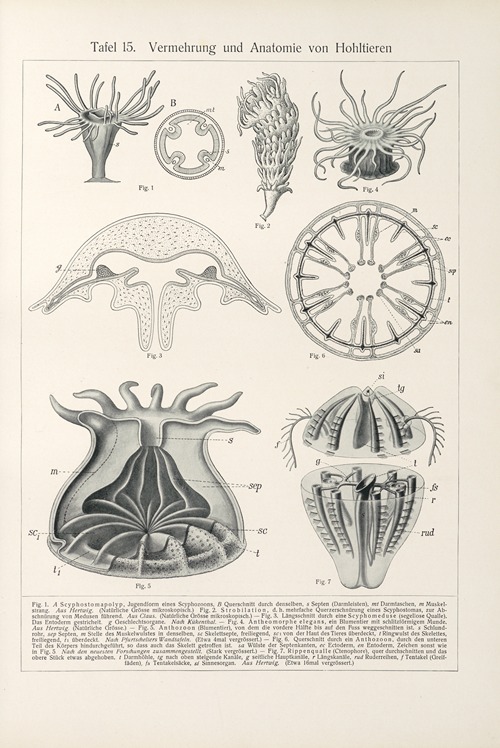 Vermehrung und Anatomie von Hohltieren