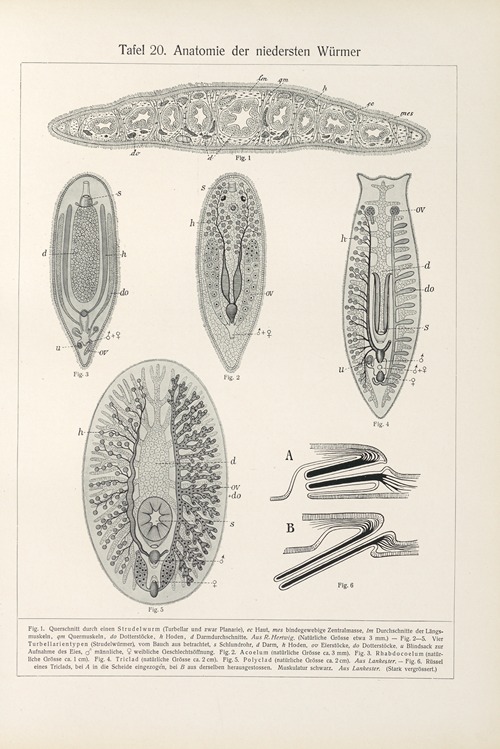 Anatomie der niedersten Wurmer