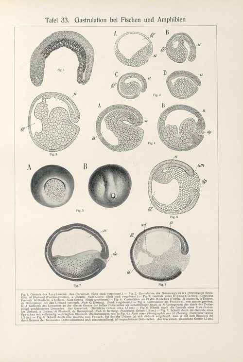 Gastrulation bei Fischen und Amphibien
