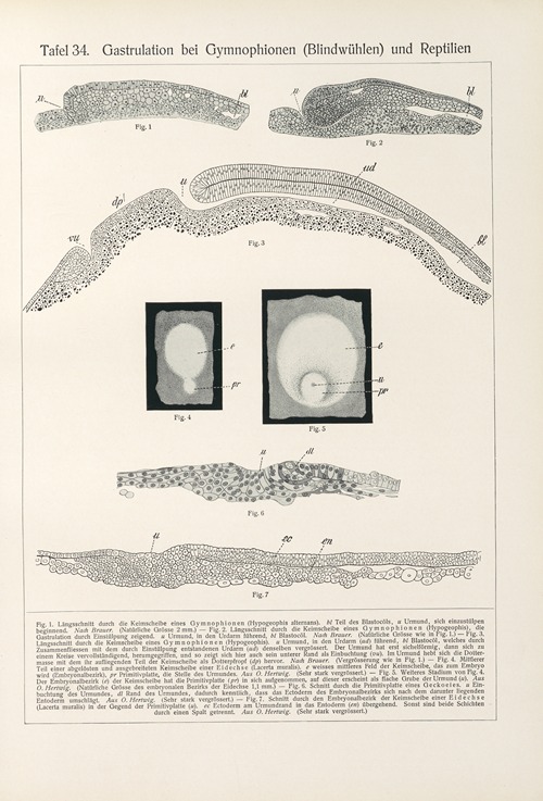 Gastrulation bei Gymnophionen (Blindwühlen) und Reptilien