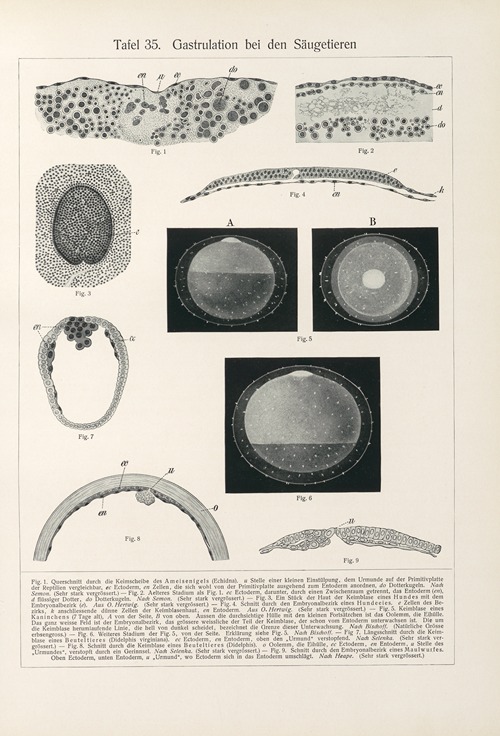 Gastrulation bei den Saugetieren