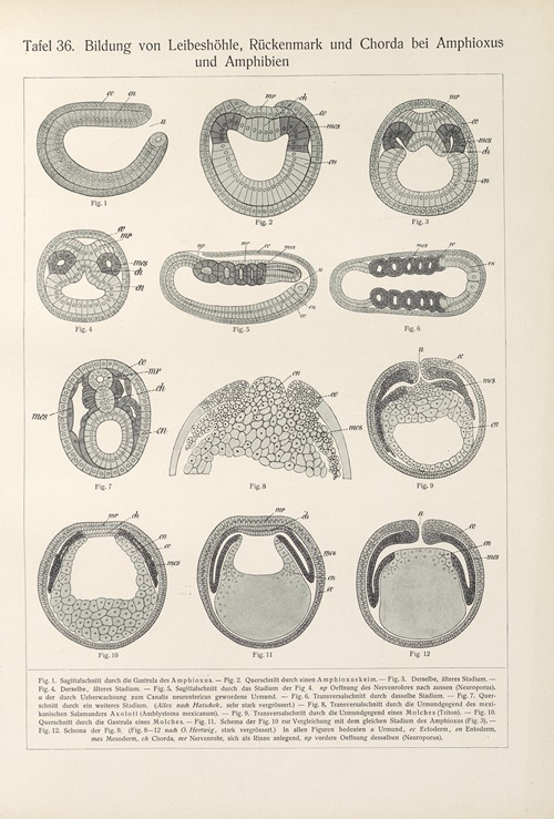 Bildung von Leibeshöhle, Rückenmark und Chorda bei Amphioxus und Amphibien