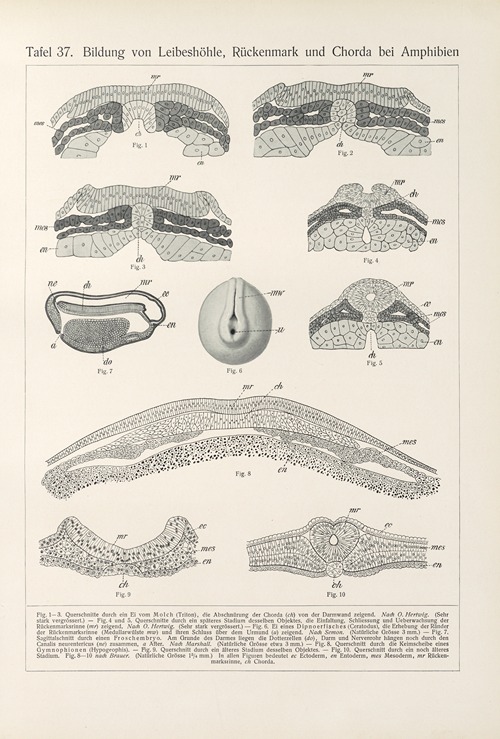 Bildung von Leibeshöhle, Rückenmark und Chorda bei Amphibien