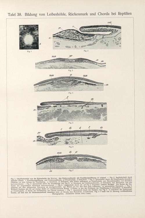 Bildung von Leibeshöhle, Rückenmark und Chorda bei Reptilien