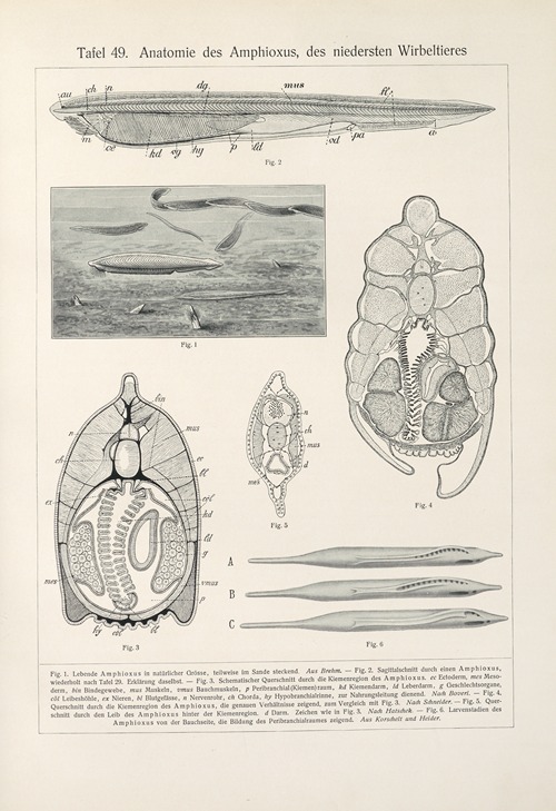 Anatomie des Amphioxus, des niedersten Wirbeltieres