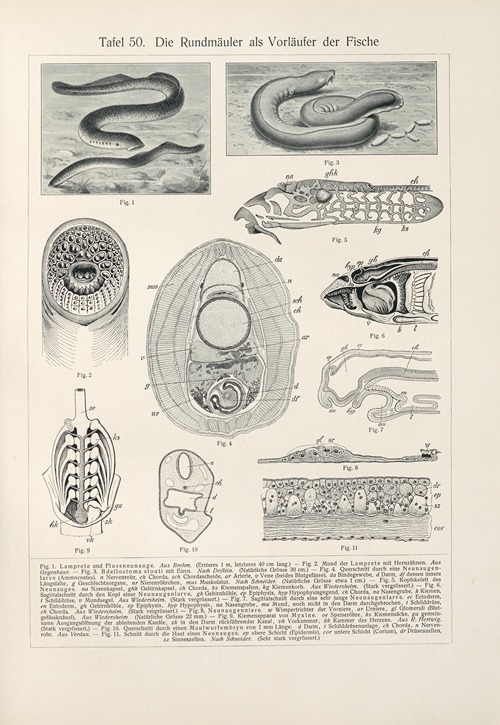 Die Rundmauler als Vorlaufer der Fische