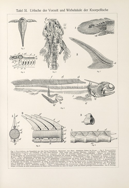 Urfische der Vorzeit und Wirbelsaule der Knorpelfische