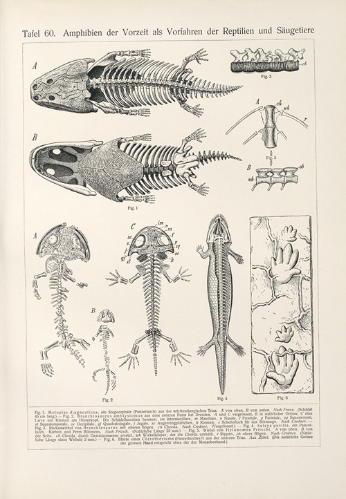 Amphibien der Vorzeit als Vorfahren der Reptilien und Saugetiere
