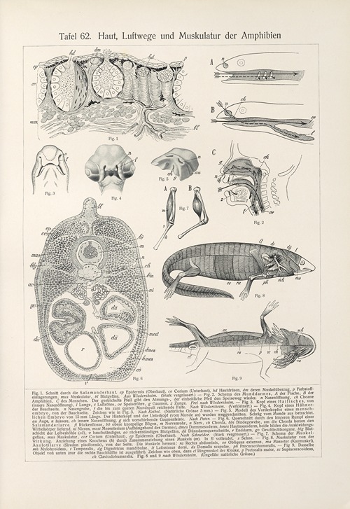 Haut, Luftwege und Muskulatur der Amphibien