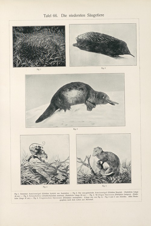 Die niedersten Saugetiere