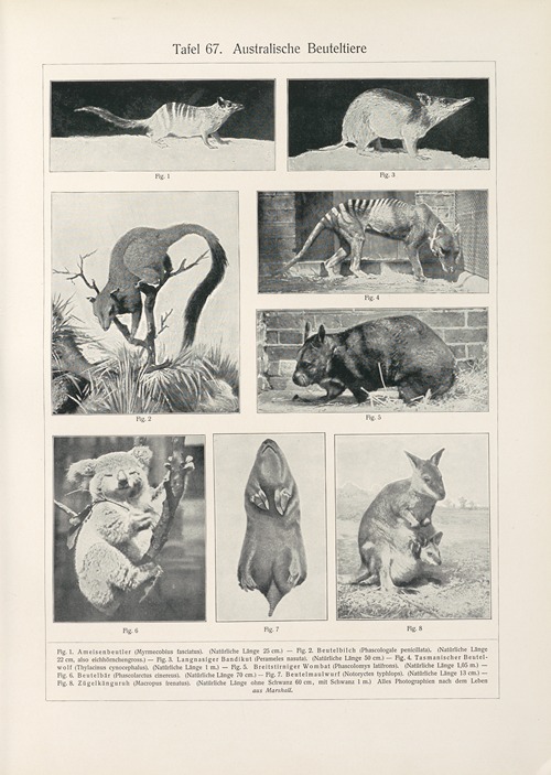 Australische Beuteltiere