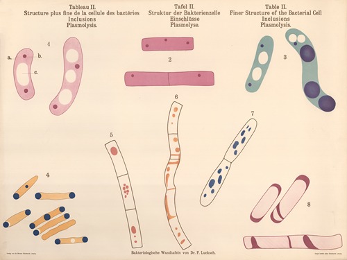 Bacteria - Artvee