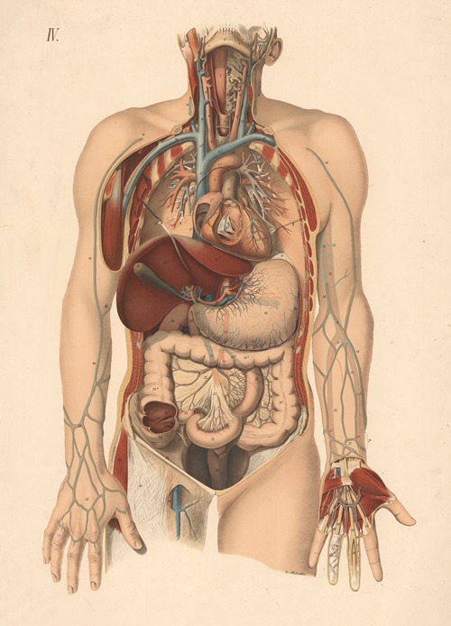 Heart, liver, stomach, intestines