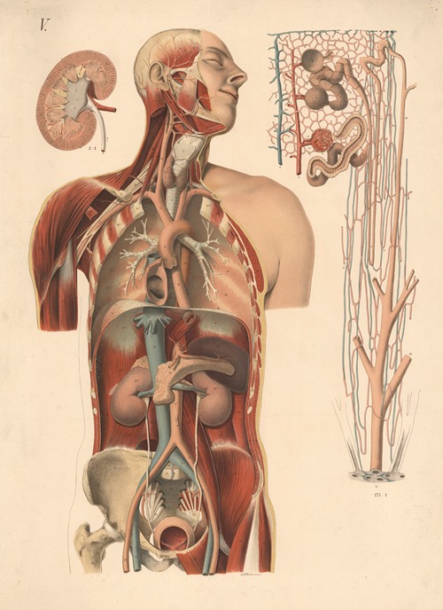 Kidneys, bladder, main arteries