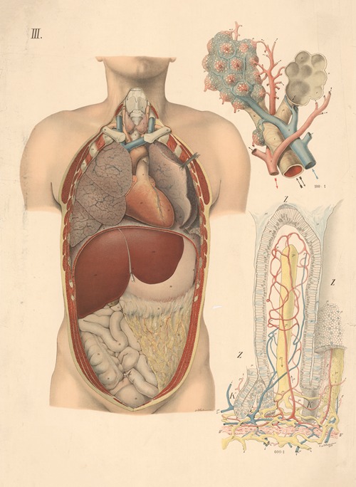 The location of the internal organs and the lungs