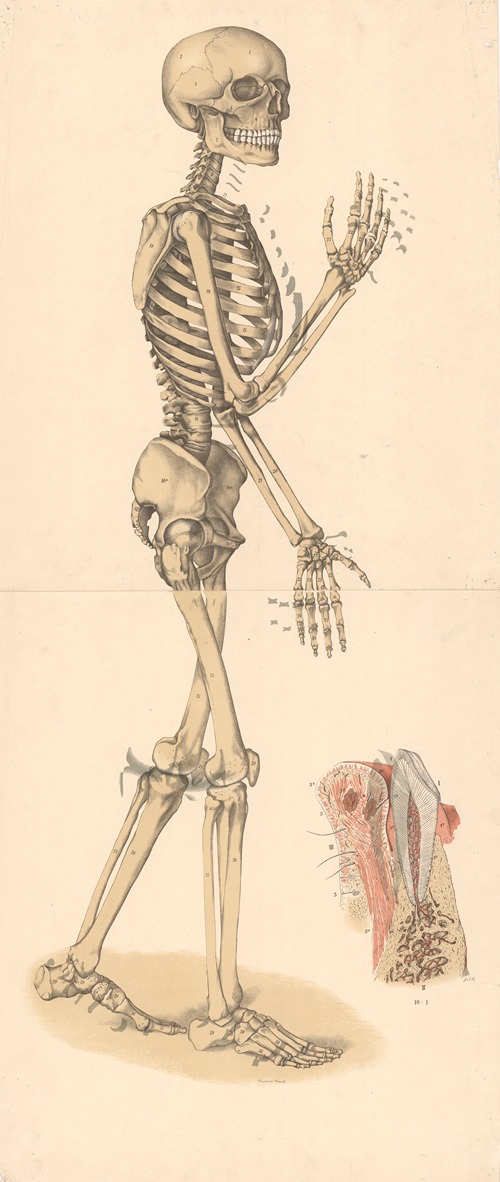 Skeleton